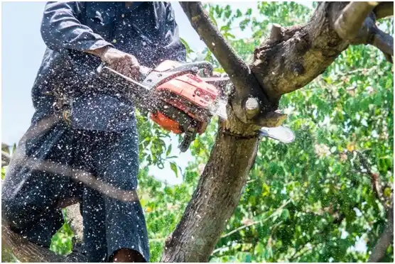 tree services Necedah